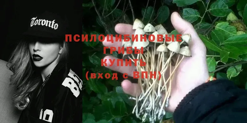 Галлюциногенные грибы Psilocybe  omg ССЫЛКА  Кызыл  купить  