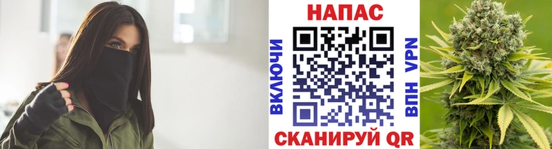 Конопля сатива Кызыл